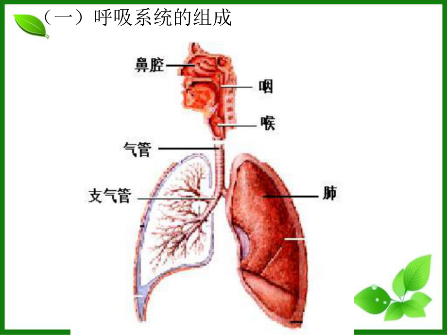 苏教版人体和外界环境的气体交换完美课件1.ppt_第2页