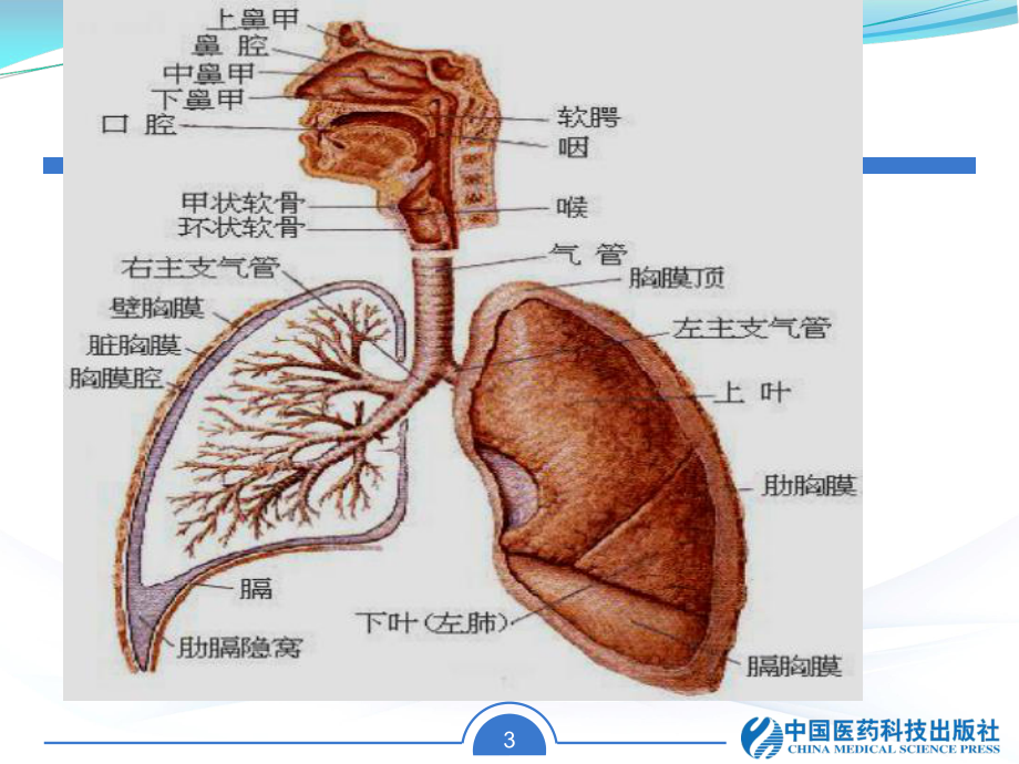 第二章-呼吸系统疾病病人的护理第一节-概述课件.ppt_第3页