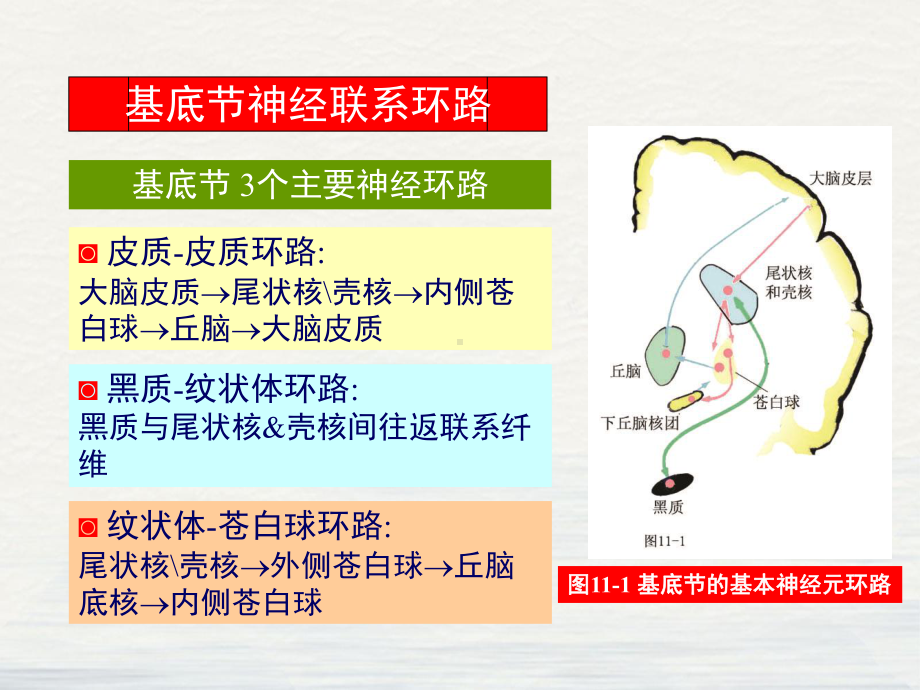 运动障碍性疾病课件.pptx_第3页