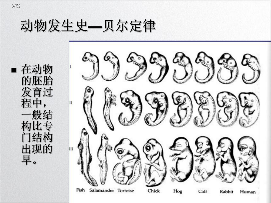 胚胎的早期发育受精培训课件.ppt_第3页