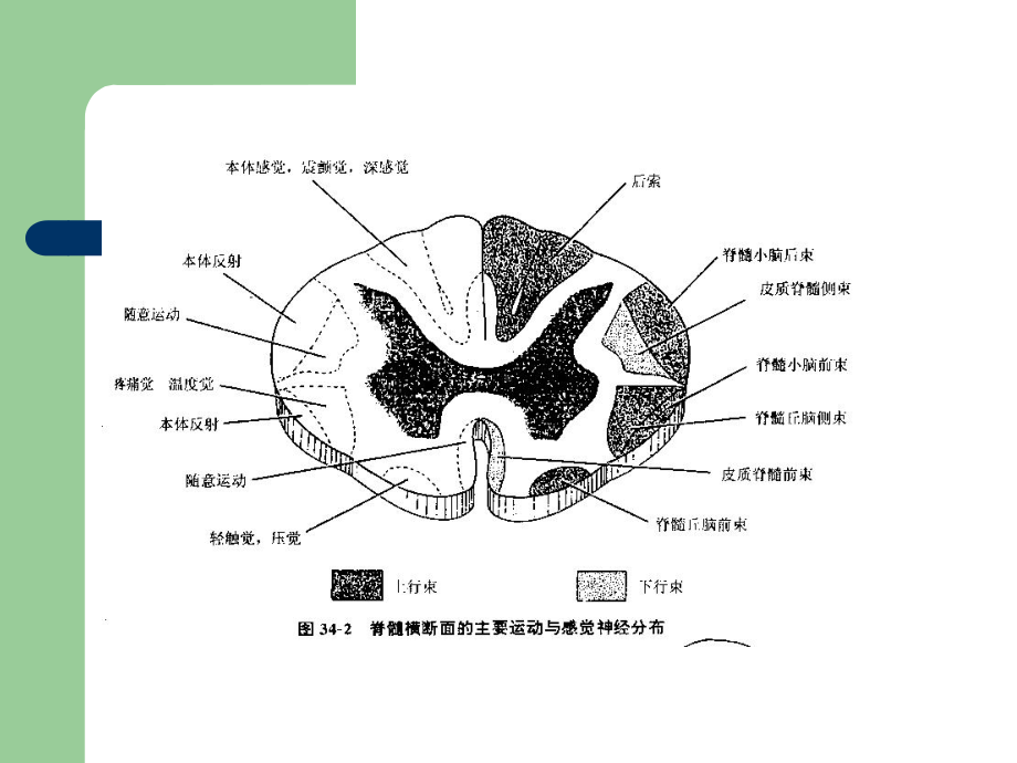 脊髓损伤的康复-陆敏华副教授课件.ppt_第3页