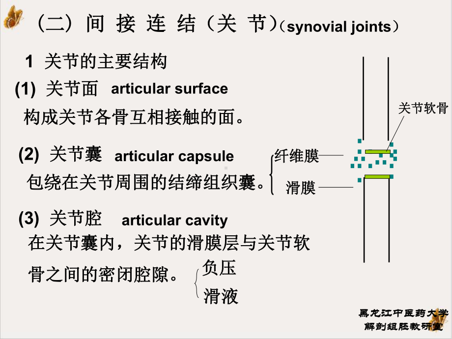 第二节关节学正常人体解剖学优质课件.ppt_第3页