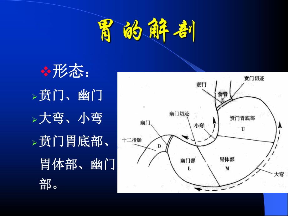 胃癌围手术期的护理医学课件-.ppt_第2页