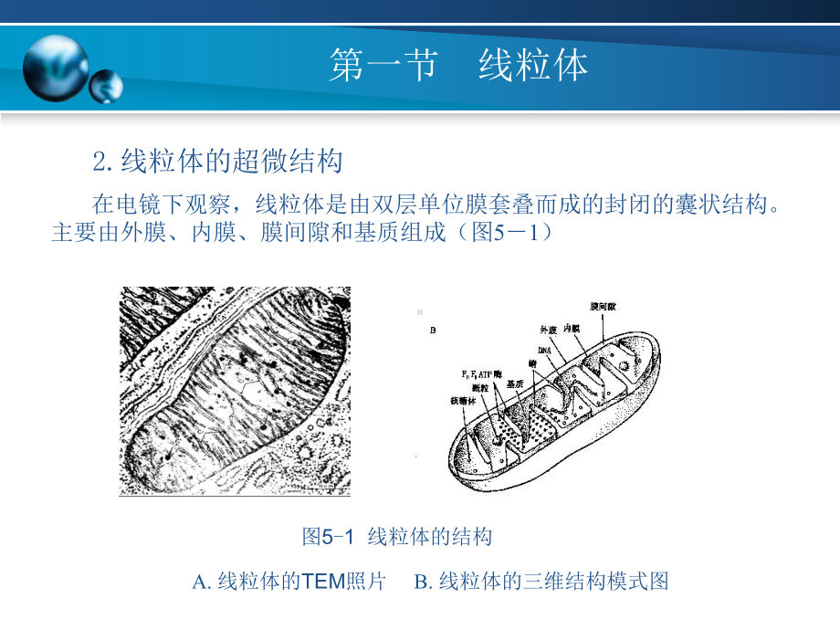 线粒体和叶绿体课件.ppt_第3页