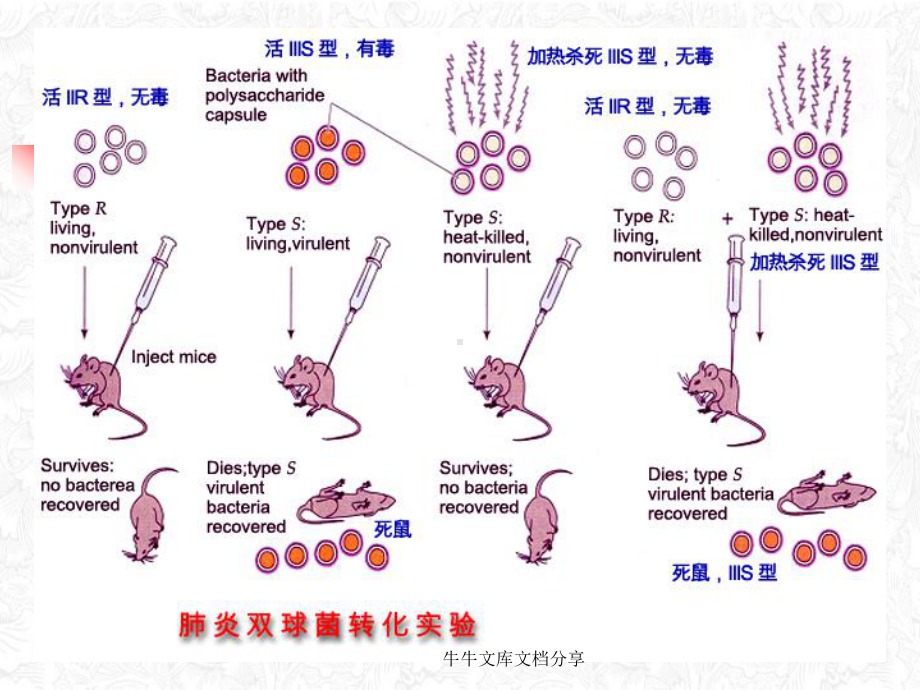 遗传的分子基础模板课件.pptx_第3页