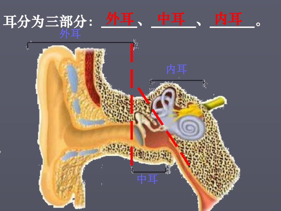 耳和听觉-课件11.ppt_第2页