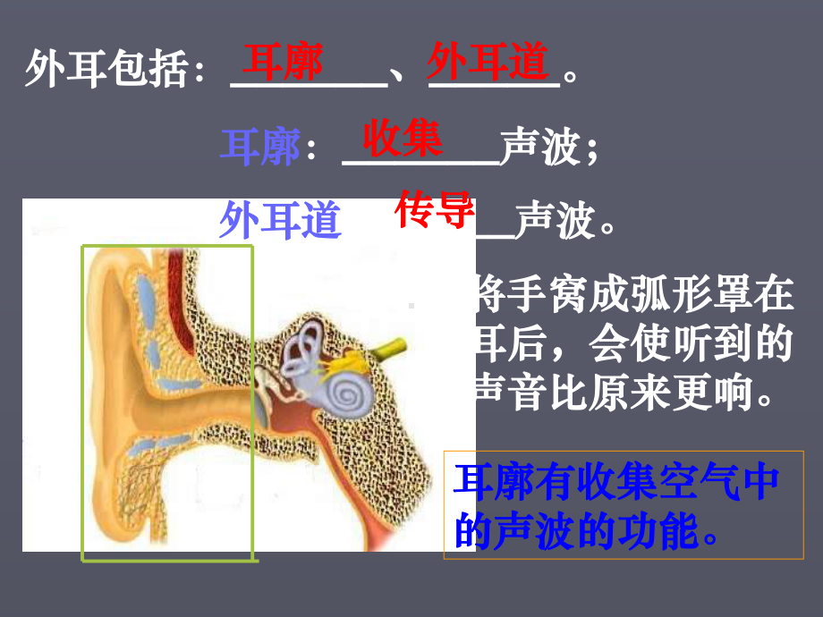 耳和听觉-课件11.ppt_第3页