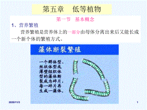 药用植物学课件低等植物.ppt