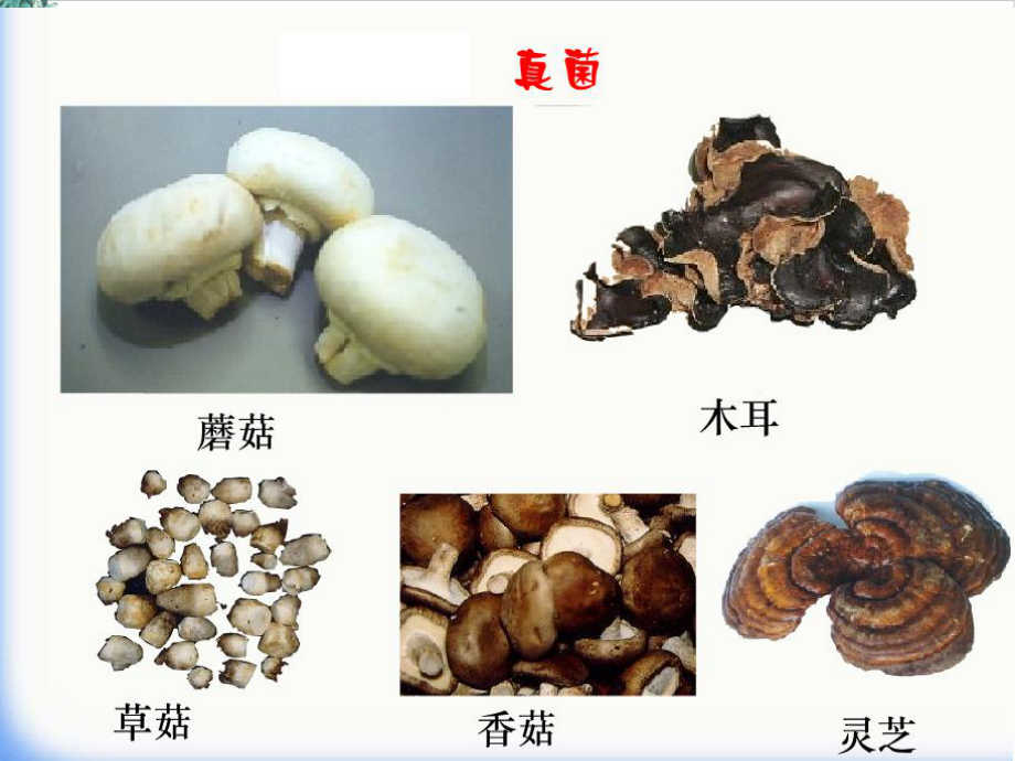 细菌和真菌的分布优质课件.ppt_第2页