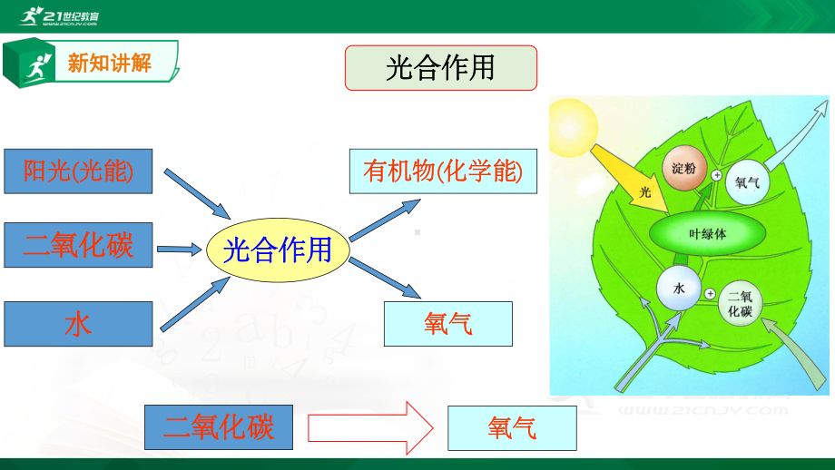 第6节光合作用课件.ppt_第3页