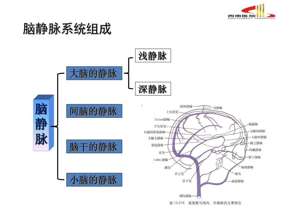 详解脑静脉系统解剖与血栓形成课件.ppt_第3页