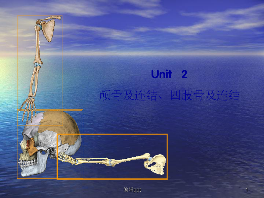 颅骨与连结四肢骨与连结课件.ppt_第1页