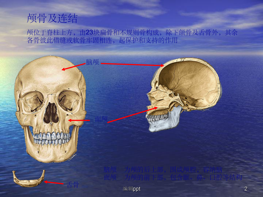 颅骨与连结四肢骨与连结课件.ppt_第2页