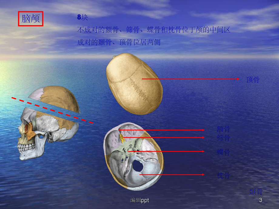 颅骨与连结四肢骨与连结课件.ppt_第3页