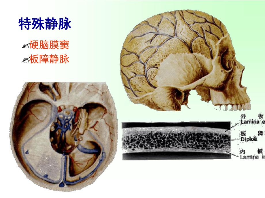 静脉淋巴解答课件.ppt_第3页