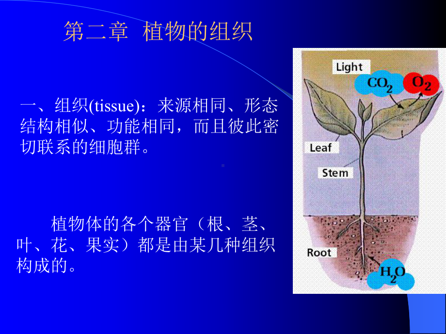 第二章药用植物学组织课件.ppt_第1页