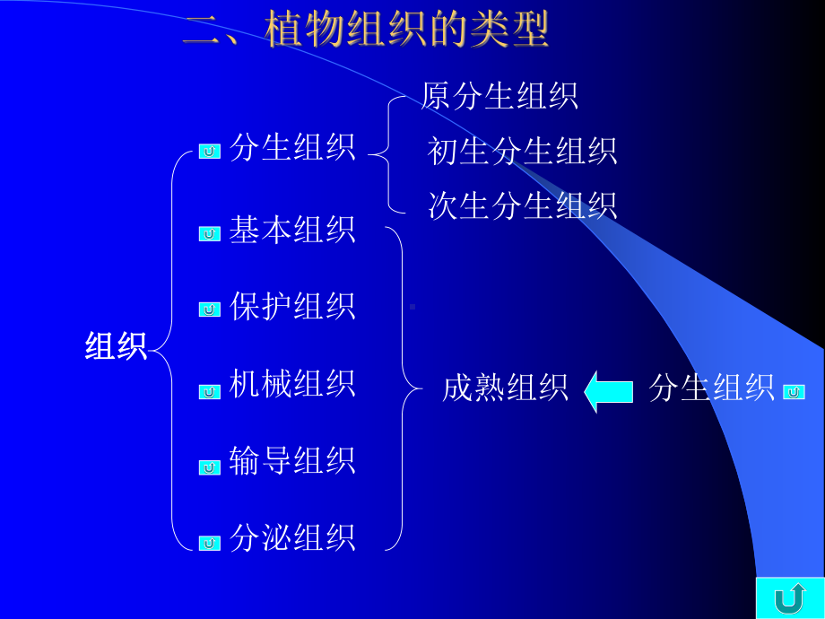 第二章药用植物学组织课件.ppt_第2页