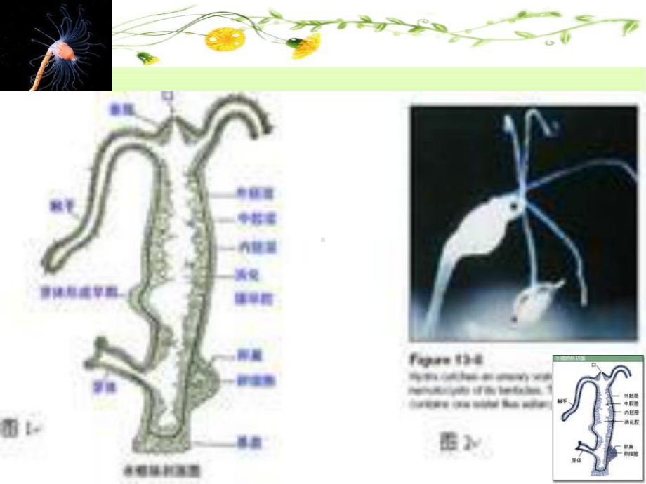 节肢动物课件-人教版.ppt_第3页