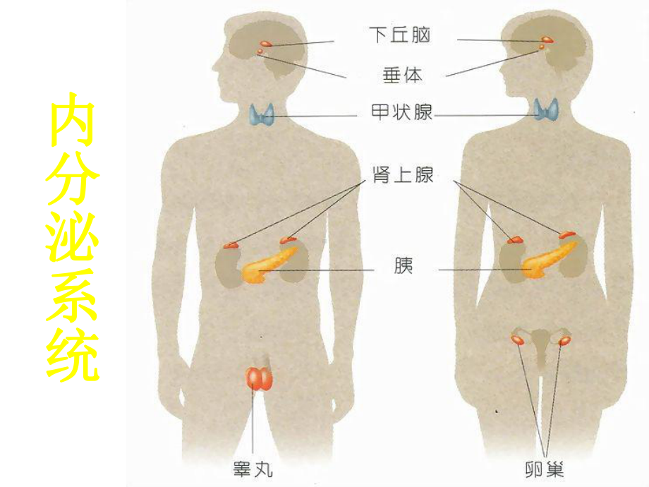 抗高血压药教学课件.ppt_第2页