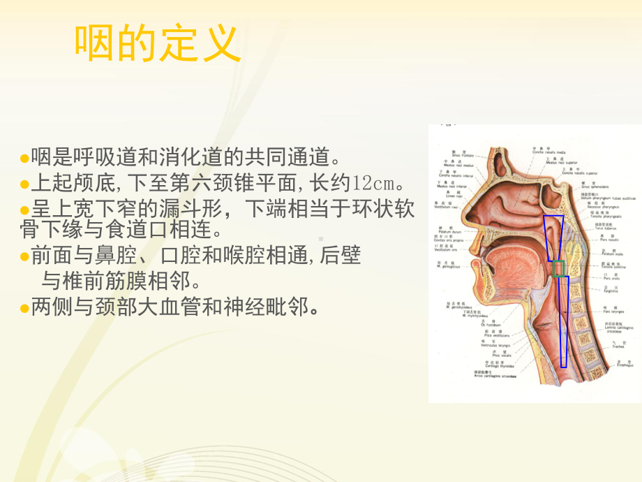 耳鼻喉头颈外科课件-咽的解剖及生理-.ppt_第3页