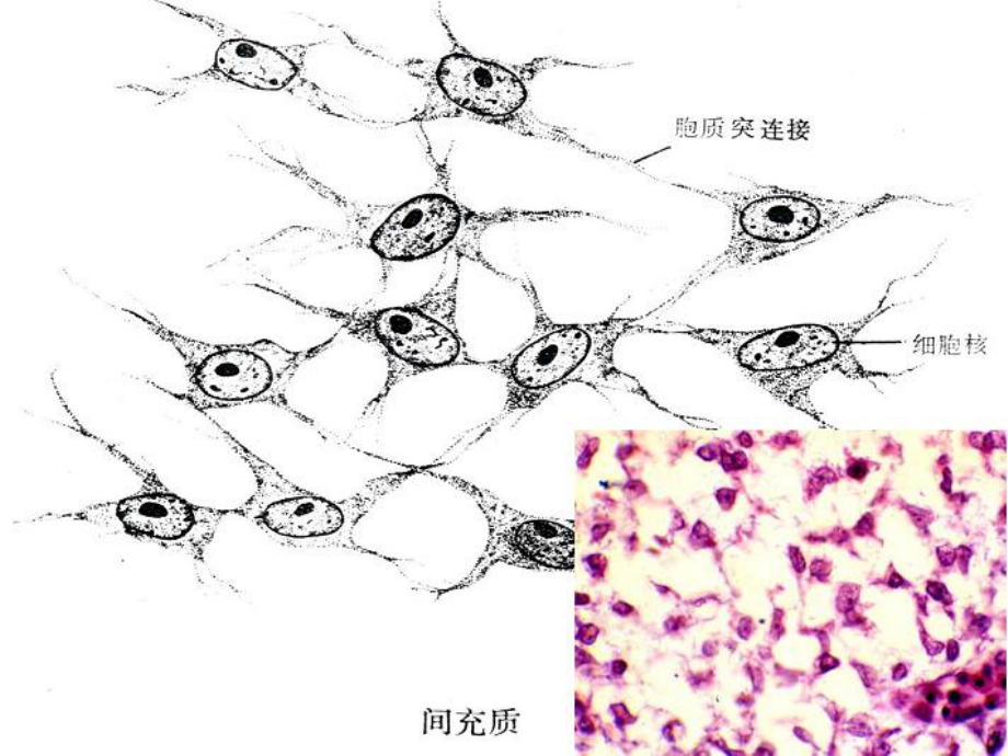 第3章：固有结缔组织课件.pptx_第3页