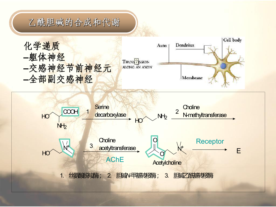 胆碱能药物-课件.ppt_第3页