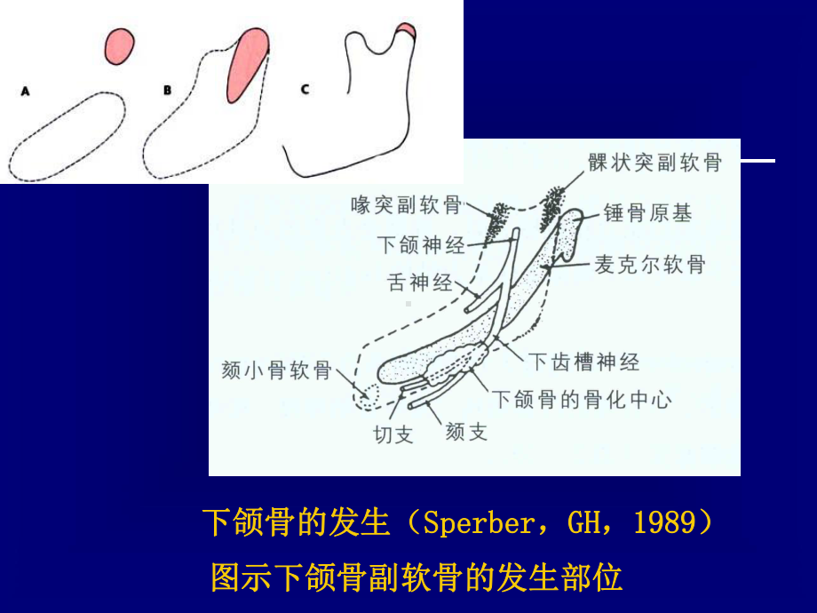 颅面部生长发育课件.ppt_第2页