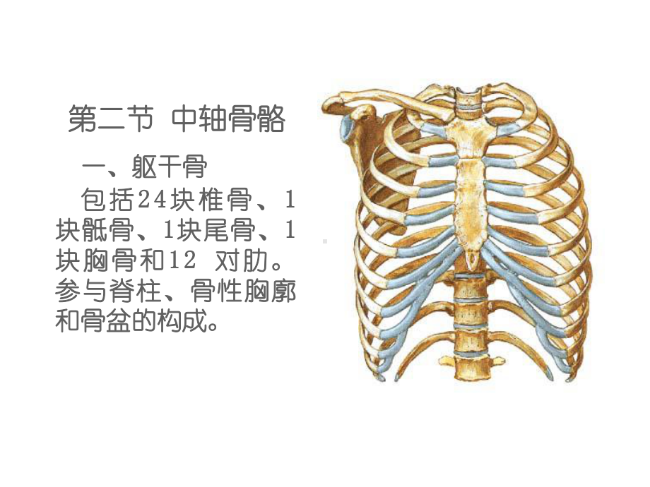 躯干骨及基连结课件.ppt_第2页