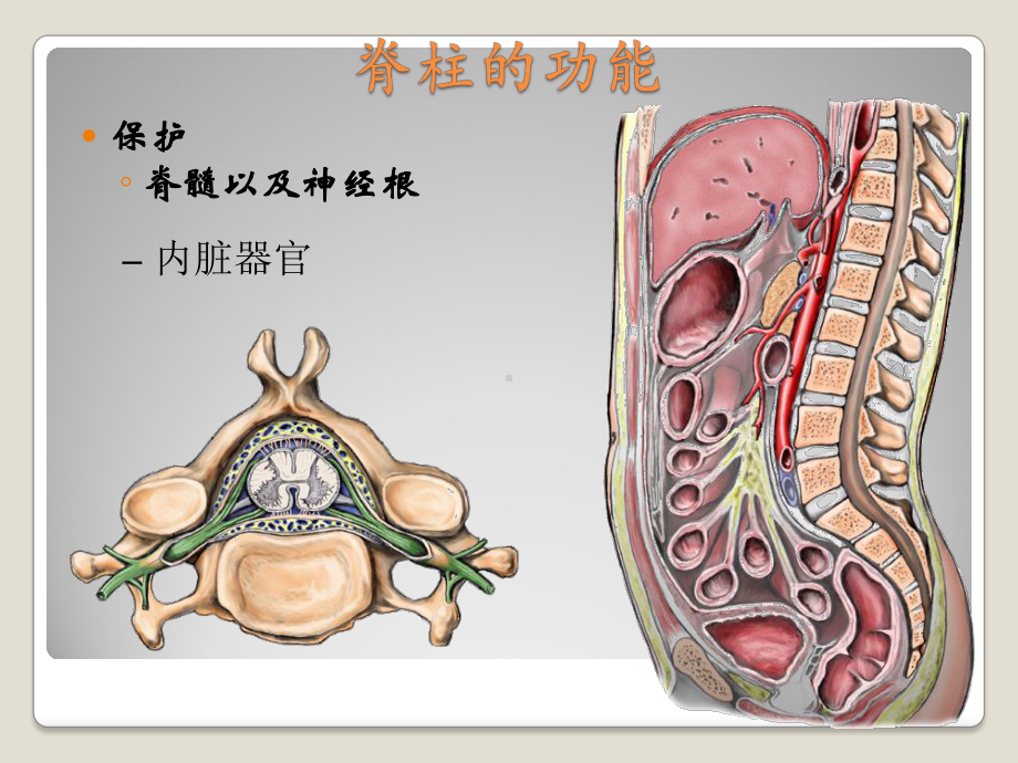 腰椎间盘突出症幻灯课件.ppt_第3页