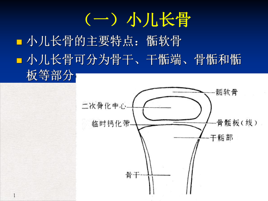 骨与关节正常X线解剖教学课件.pptx_第2页