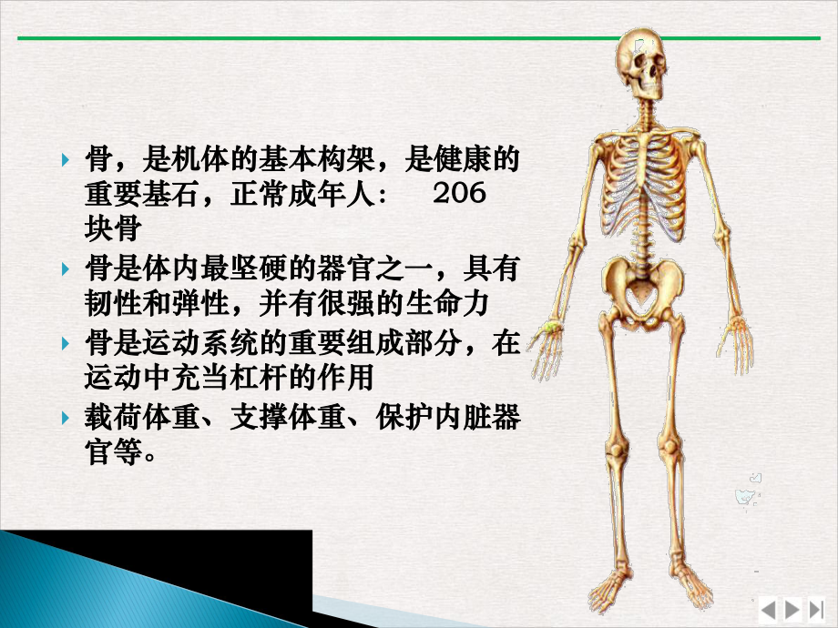 骨运动学人体运动学第二优质课件.pptx_第2页