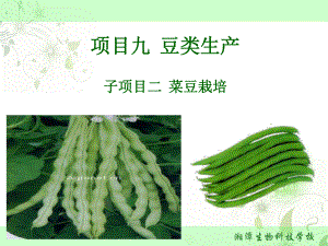 蔬菜生产技术2菜豆栽培课件.ppt