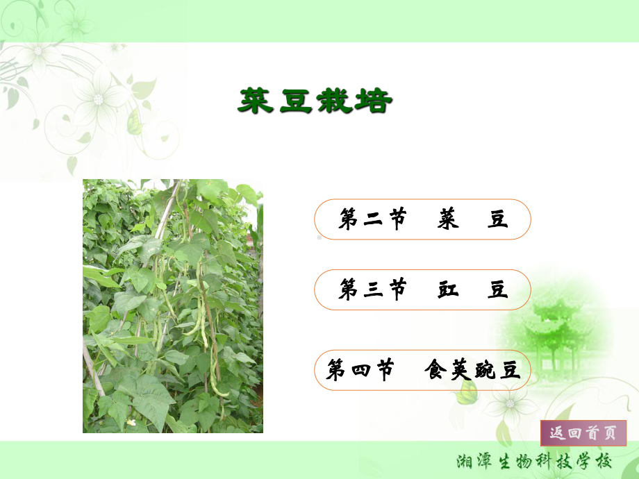 蔬菜生产技术2菜豆栽培课件.ppt_第2页