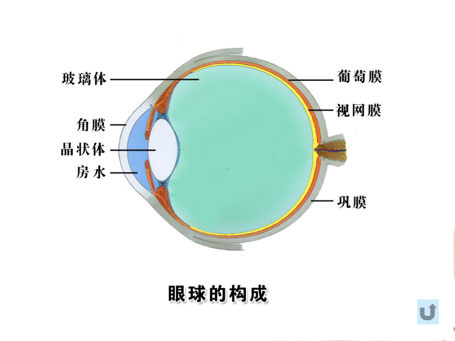 本葡萄膜病a-课件.ppt_第3页