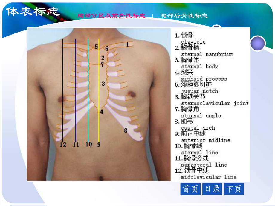 胸部评估肺和胸膜胸部评估肺和胸膜课件.ppt_第3页