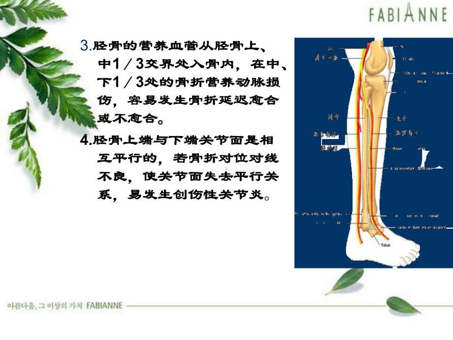 胫腓骨骨折的护理-课件-2.ppt_第3页