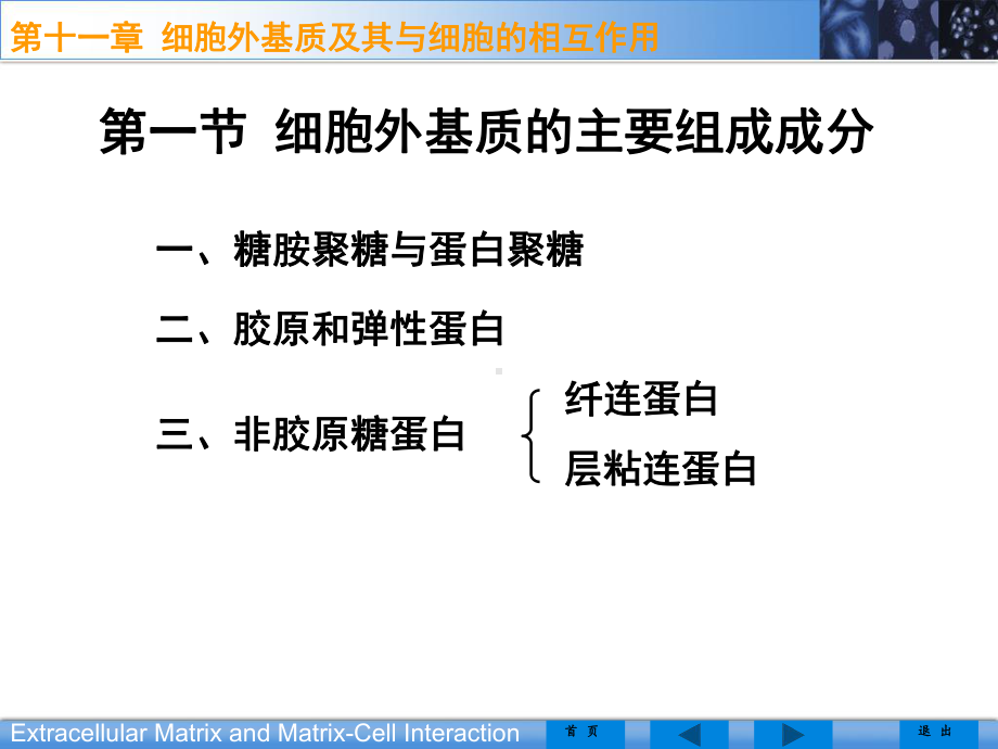 细胞外基质医学课件-.ppt_第2页