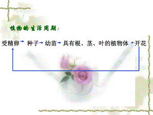 第十章植物生长生理1课件.ppt