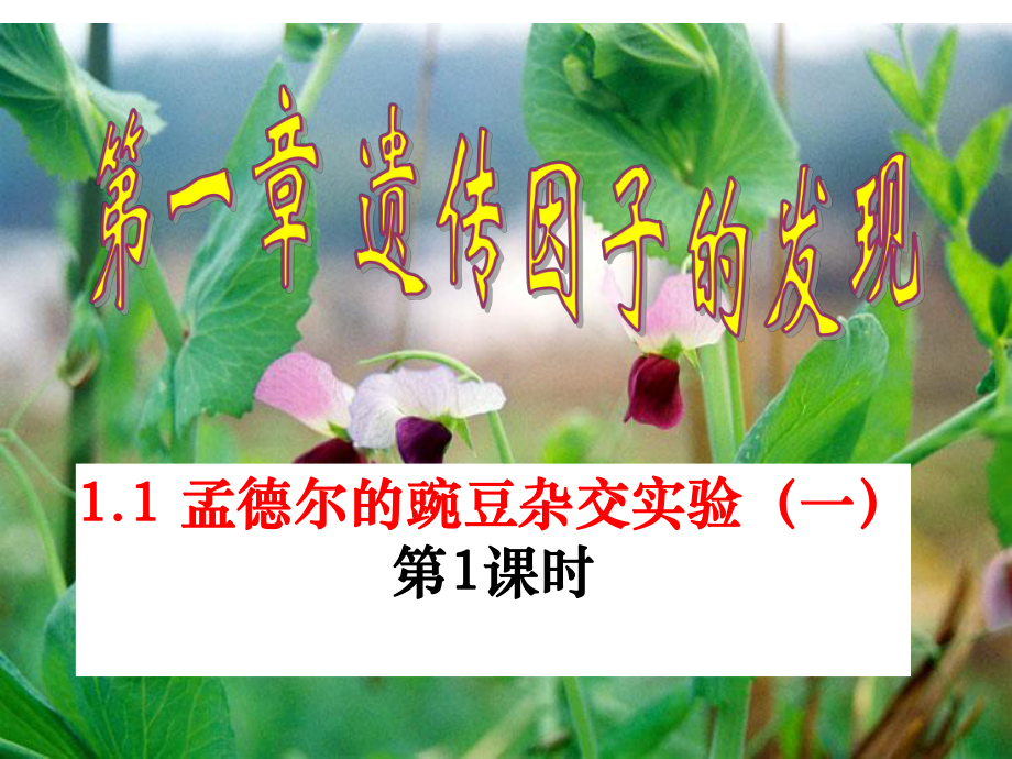 第一节孟德尔的豌豆杂交实验一课件.ppt_第3页