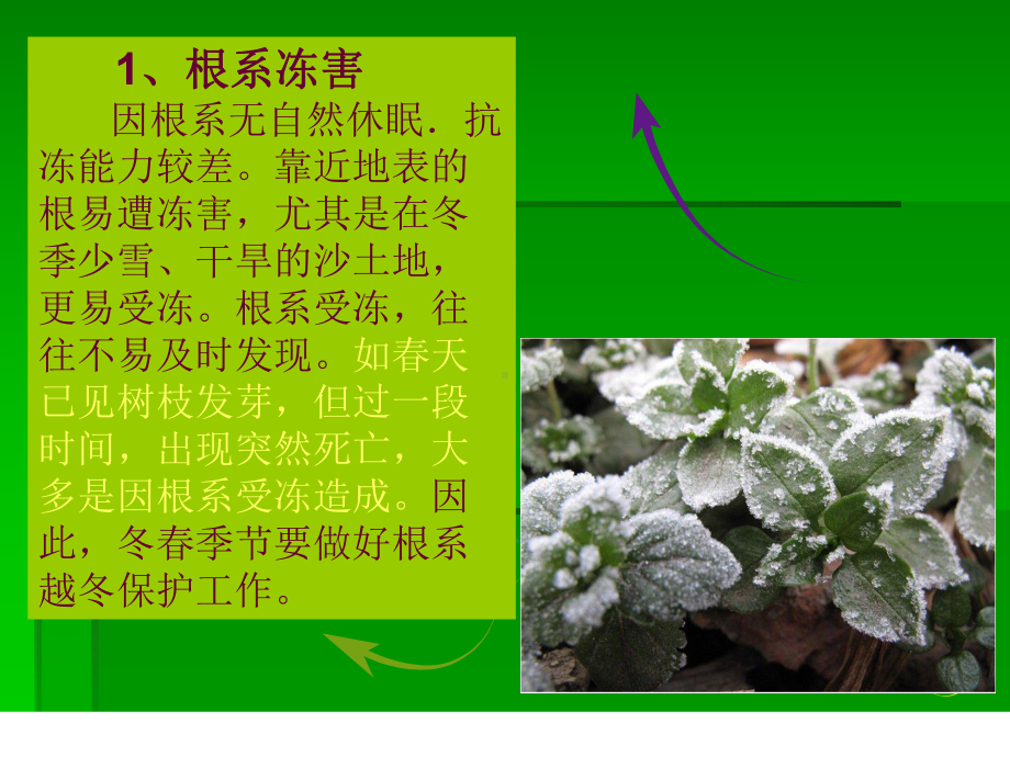 绿化植物防冻保暖措施课件.ppt_第3页