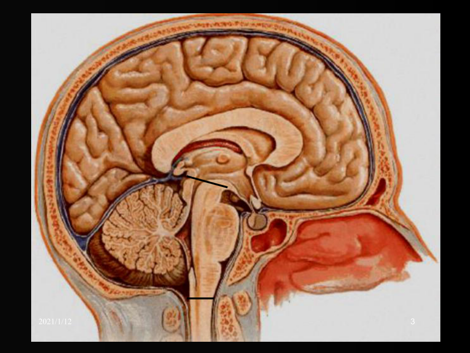 解剖学课件脑干.ppt_第3页