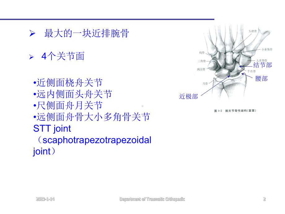 腕部舟状骨骨折课件.ppt_第2页