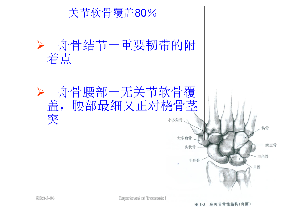 腕部舟状骨骨折课件.ppt_第3页