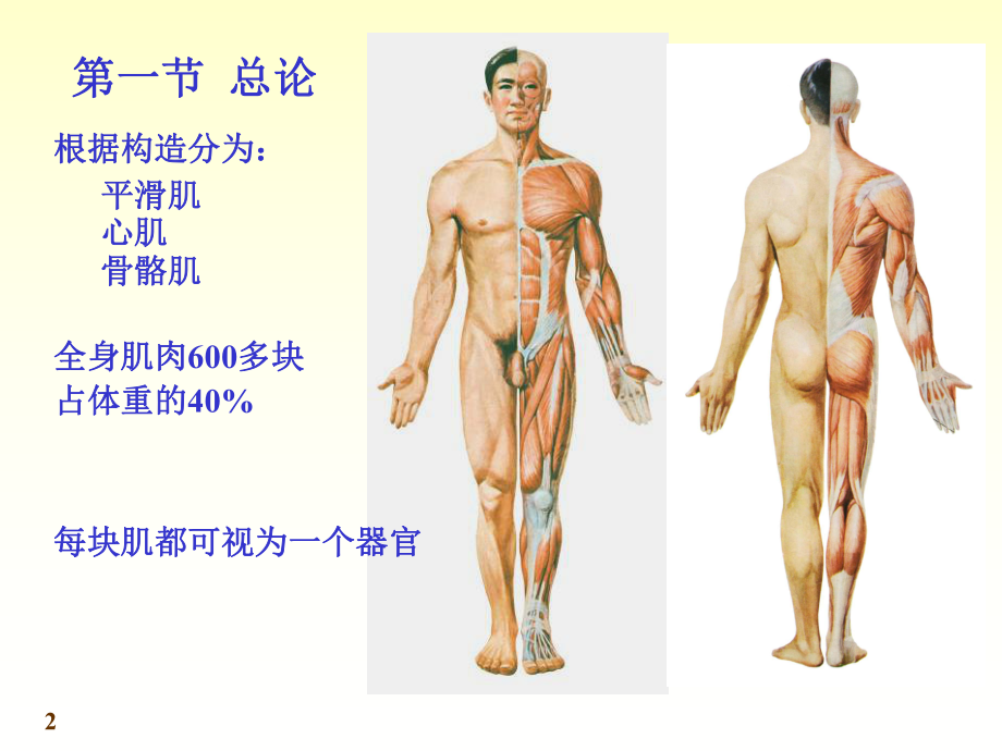 解剖学-肌肉学知识讲解课件.ppt_第2页