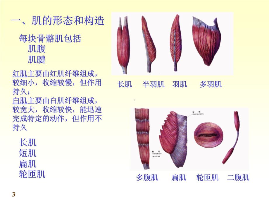 解剖学-肌肉学知识讲解课件.ppt_第3页