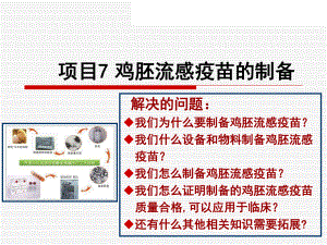 鸡胚流感疫苗的制备课件.ppt