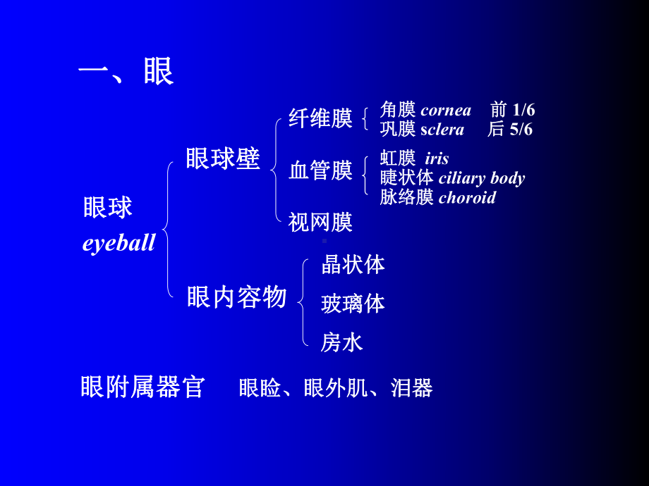 第九章感觉器官-课件.ppt_第2页