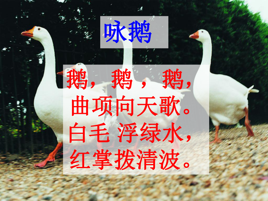 部编版白鹅课件.ppt_第2页