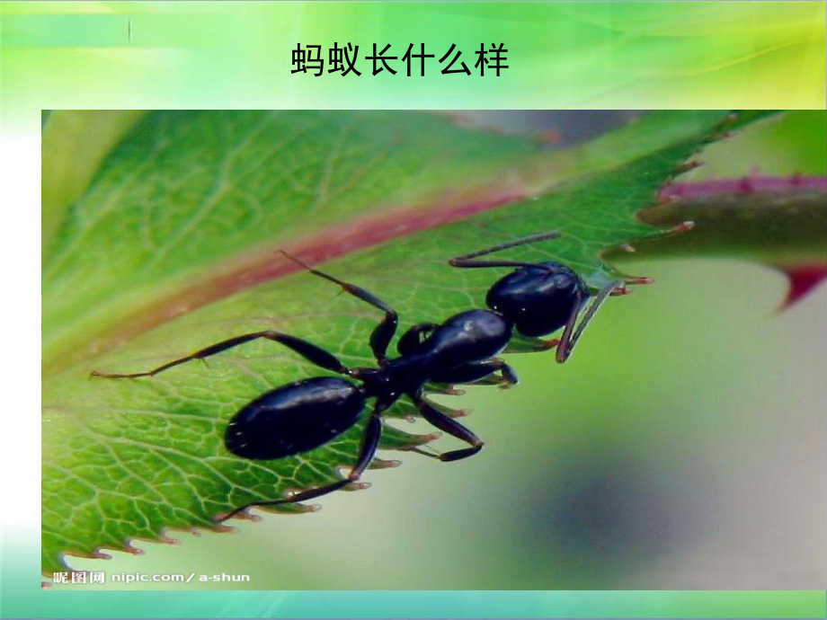 观察蚂蚁作文-课件.ppt_第3页