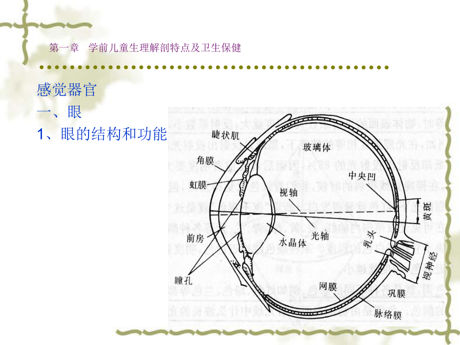 第一章-学前儿童生理解剖特点及卫生保健学前教育系课件.ppt_第1页